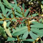 Euphorbia celastroides