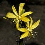 Asphodeline lutea Flower