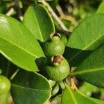 Psidium cattleyanum Vrucht