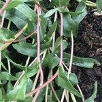 Grindelia integrifolia Leaf