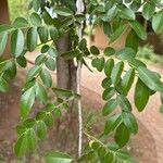 Xanthocercis zambesiaca Blatt