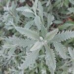 Lavandula dentata Leaf