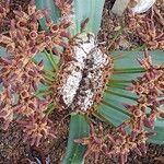 Welwitschia mirabilis 花