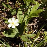 Potentilla alba Λουλούδι