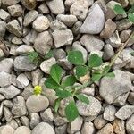 Medicago lupulinaFlower