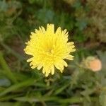 Crepis albida Kwiat