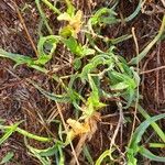 Commelina reptans ഇല