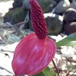 Anthurium andraeanum Flower