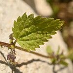 Urtica membranacea Φύλλο