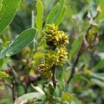 Myrica gale Fruit