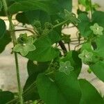 Matelea reticulata Plante entière