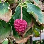 Cornus kousa Fruit