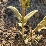 Verbascum sinaiticum Blatt