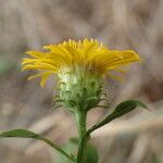 Inula spiraeifolia Flower