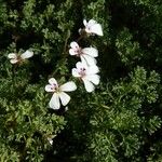 Pelargonium abrotanifolium