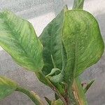 Aglaonema robeleynii برگ