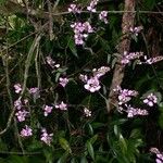 Securidaca diversifolia Habit