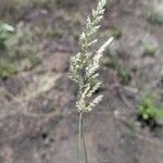 Enneapogon cenchroides Flor