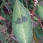 Persicaria maculosaЛист