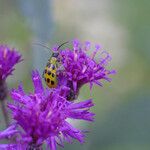 Vernonia gigantea Flower