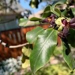 Pittosporum tenuifolium List