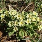 Primula vulgaris Çiçek