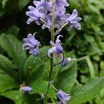 Hyacinthoides × massartianaFlower