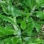 Erigeron pulchellus Leaf