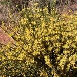 Ephedra viridis Virág