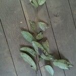 Annona foetida Hoja