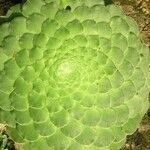 Aeonium tabulaeforme 叶