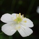 Ranunculus platanifolius फूल