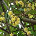 Pisonia aculeata फूल