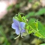 Campanulastrum americanum Fleur