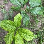 Amorphophallus paeoniifolius Blatt