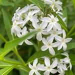Amsonia tabernaemontana 花