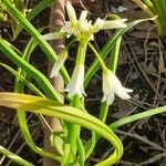 Allium triquetrum Floro