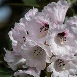 Rhododendron coriaceum Flor