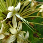 Clerodendrum capitatum Blüte