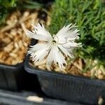 Dianthus arenarius Blomst