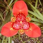 Tigridia pavoniaFloare