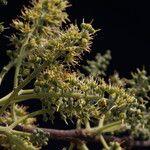 Combretum adenogonium Flower