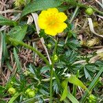 Potentilla aurea Лист