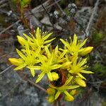 Petrosedum rupestre পাতা