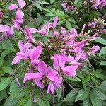 Cleome houtteana Flower