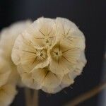 Lomelosia stellata Blüte