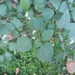 Solanum americanum Blad