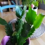 Schlumbergera truncata Blatt