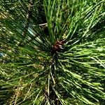 Pinus nigra Leaf