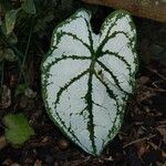 Caladium bicolorपत्ता